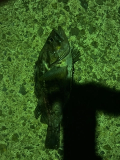 クロソイの釣果