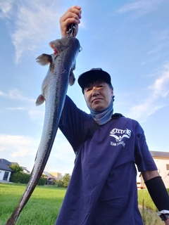 マナマズの釣果