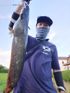 マナマズの釣果
