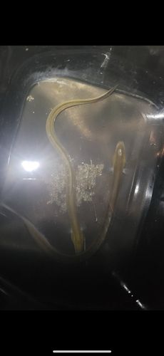 ウナギの釣果