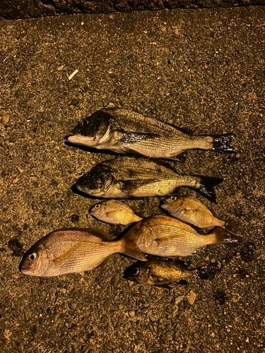 チヌの釣果