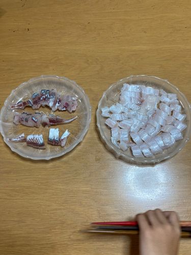 タチウオの釣果