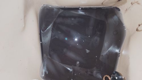 ヒイカの釣果