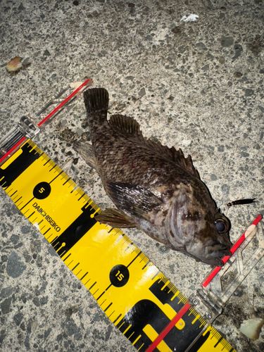 ムラソイの釣果