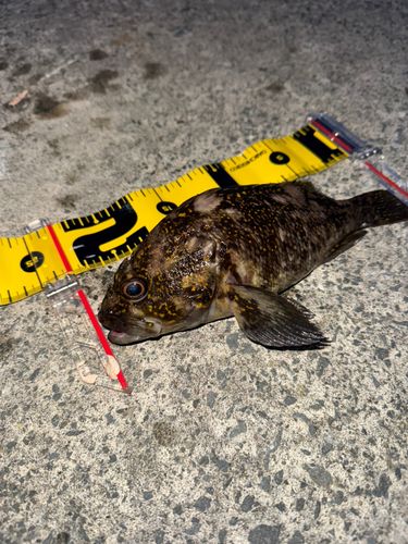 ムラソイの釣果