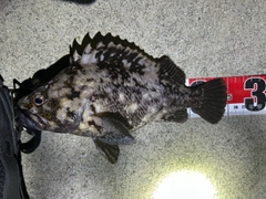 クロソイの釣果