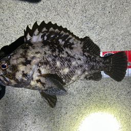クロソイ