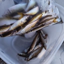 アジ