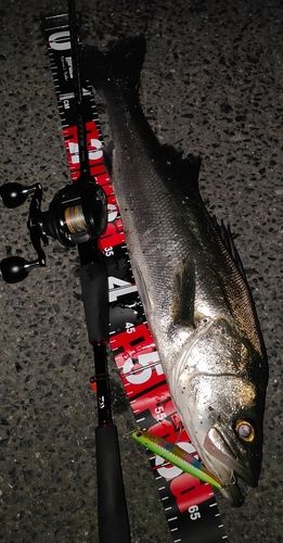 シーバスの釣果