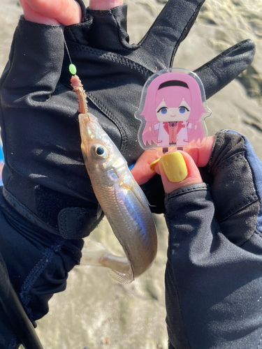 シロギスの釣果