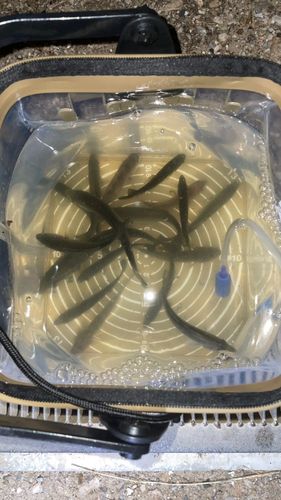 セイゴ（タイリクスズキ）の釣果