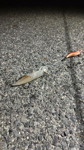 イカの釣果