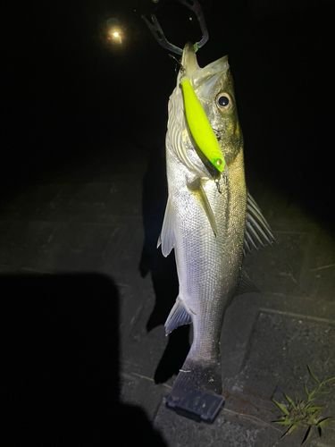 セイゴ（マルスズキ）の釣果