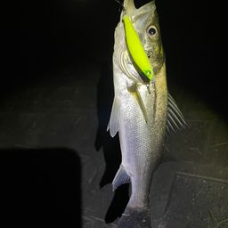 セイゴ（マルスズキ）