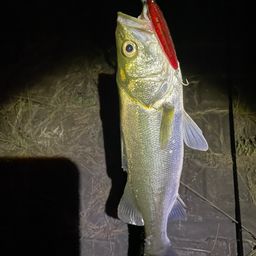 セイゴ（マルスズキ）