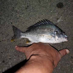 キビレの釣果