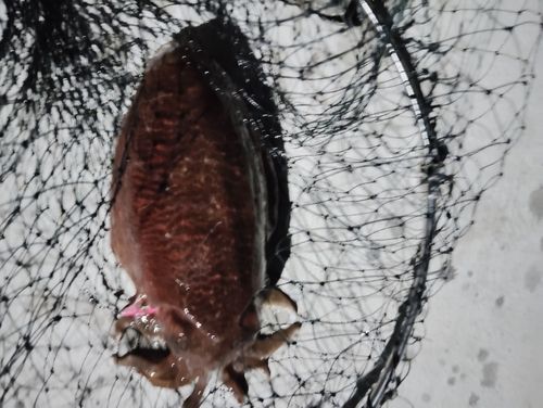 コウイカの釣果