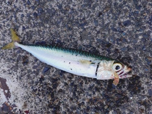 サバの釣果