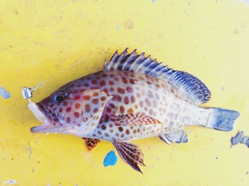 オオモンハタの釣果