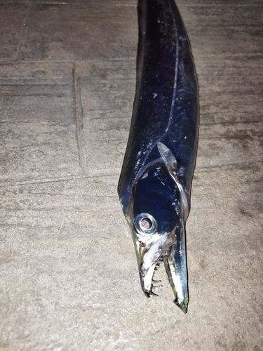 タチウオの釣果