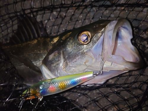 フッコ（マルスズキ）の釣果