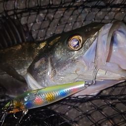 フッコ（マルスズキ）