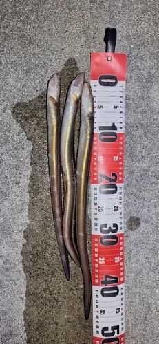 アナゴの釣果