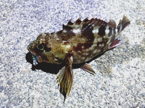 カサゴの釣果
