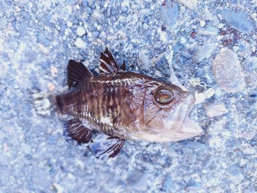クロイシモチの釣果