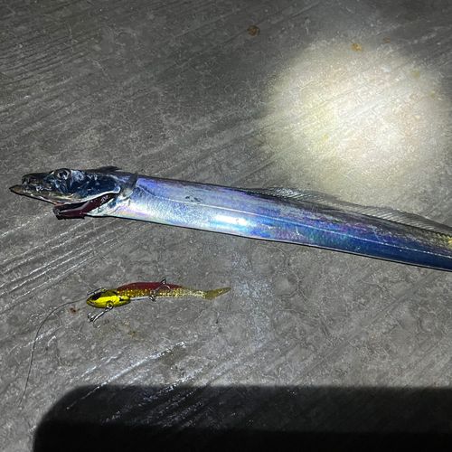 タチウオの釣果