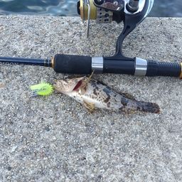 タケノコメバル