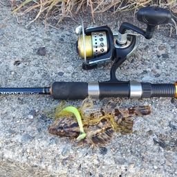 タケノコメバル