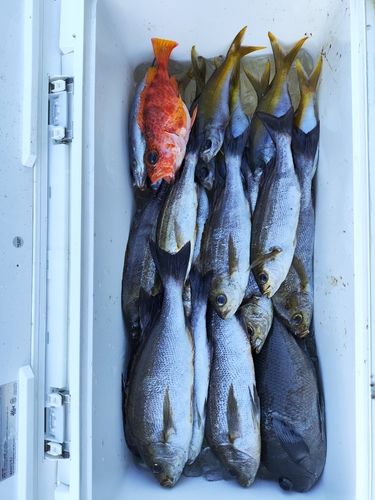 イサキの釣果