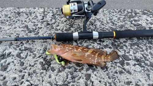 キジハタの釣果