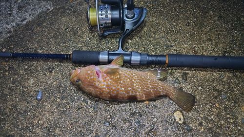 キジハタの釣果