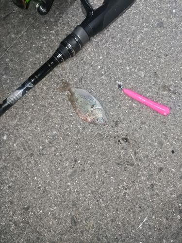 チャリコの釣果