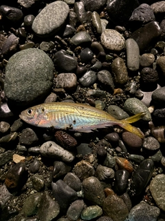 マアジの釣果