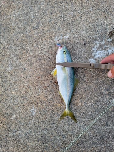 ワカシの釣果