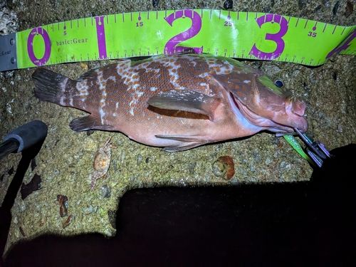 キジハタの釣果