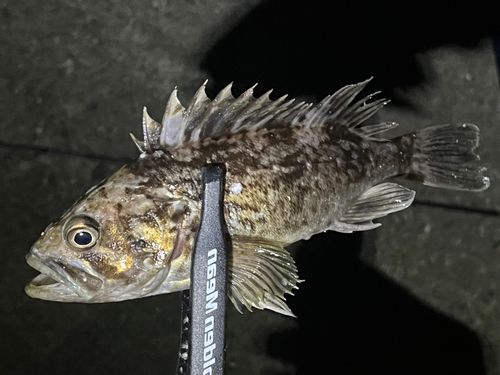 キジハタの釣果