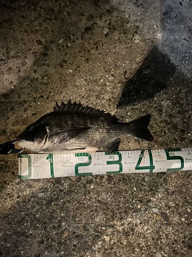 チヌの釣果