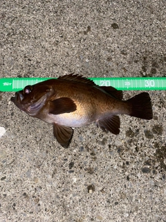 メバルの釣果