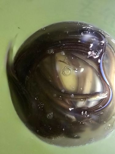アナゴの釣果