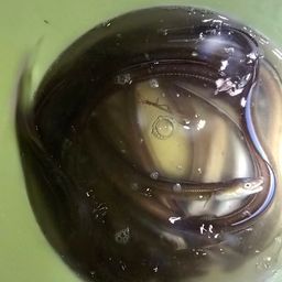 アナゴ