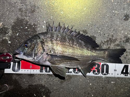 クロダイの釣果
