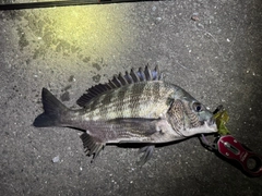 クロダイの釣果
