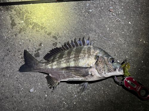クロダイの釣果