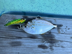 ヒイラギの釣果