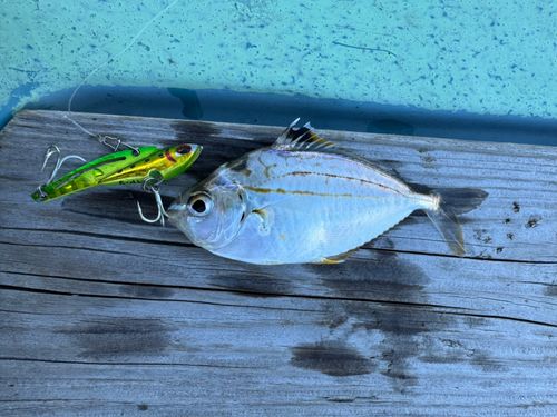 ヒイラギの釣果