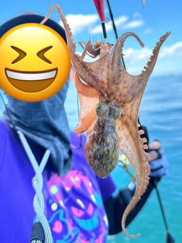 マダコの釣果